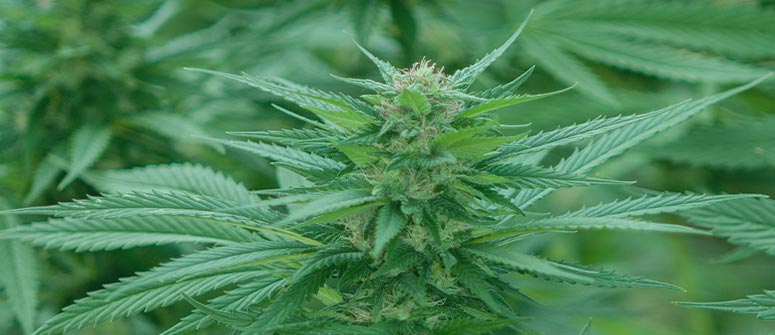 What is hybrid cannabis?